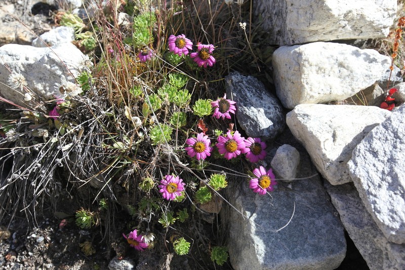 Allardia glabra photo 6