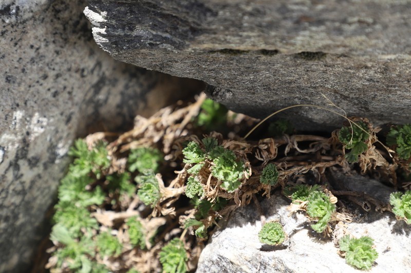 Allardia glabra photo 8