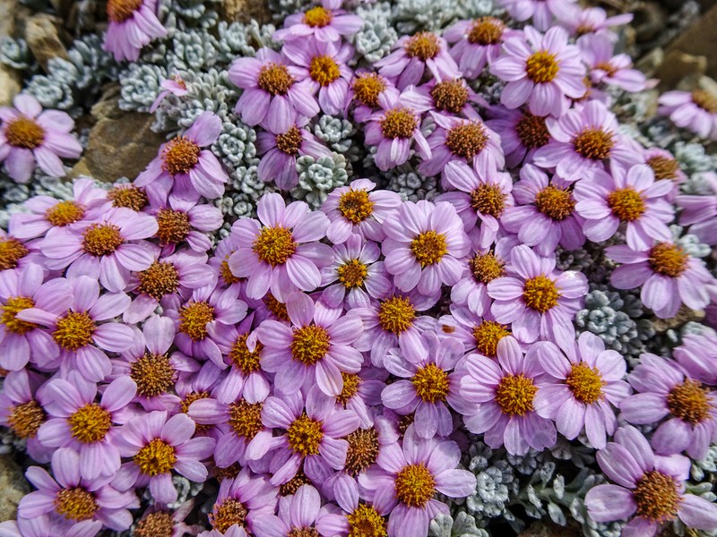 Allardia nivea