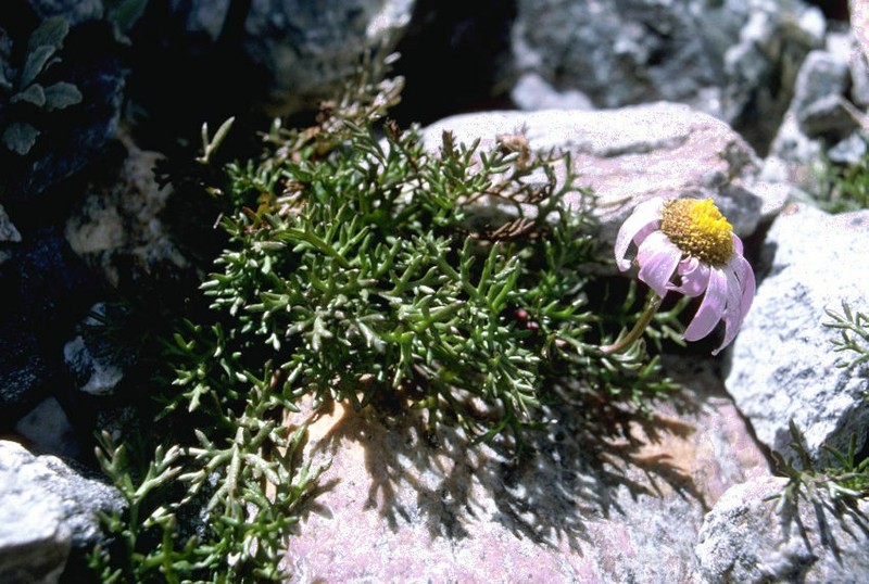 Allardia stoliczkae photo 5