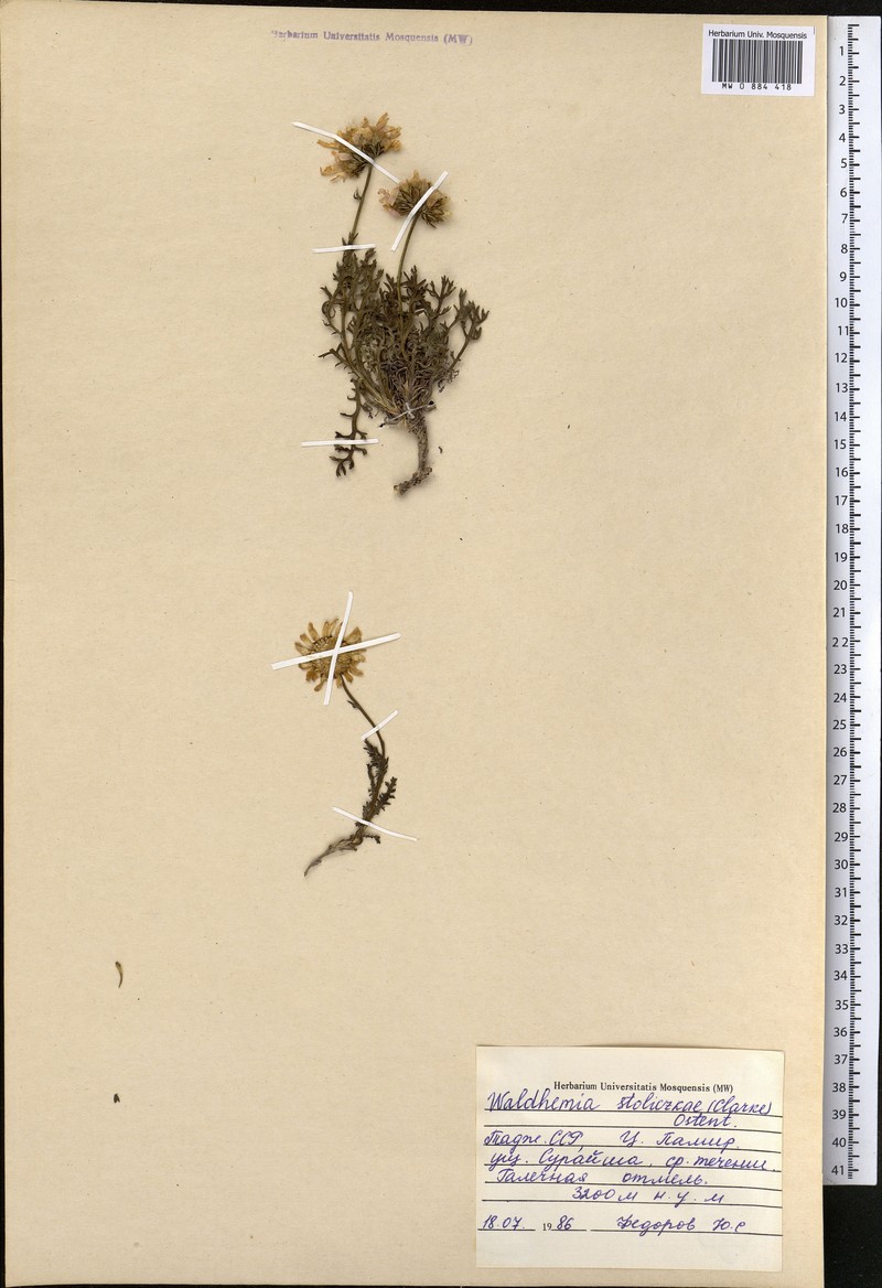 Allardia stoliczkae photo 6