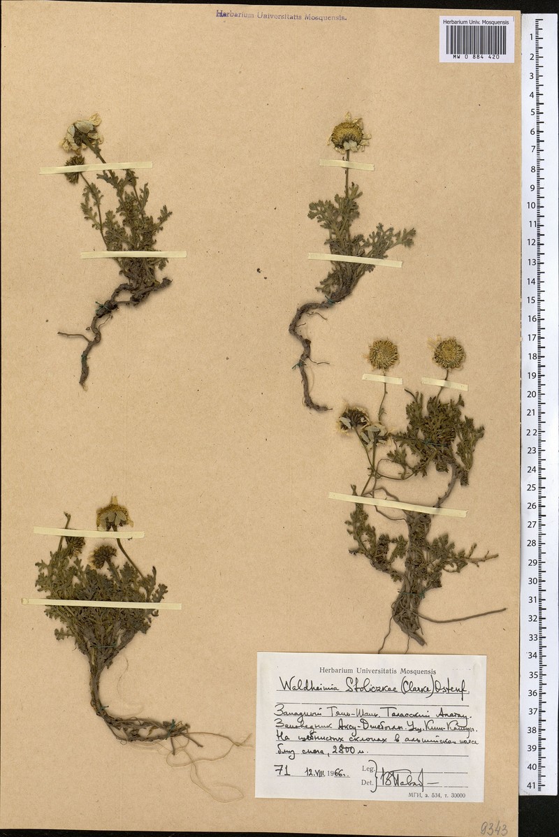 Allardia stoliczkae photo 8