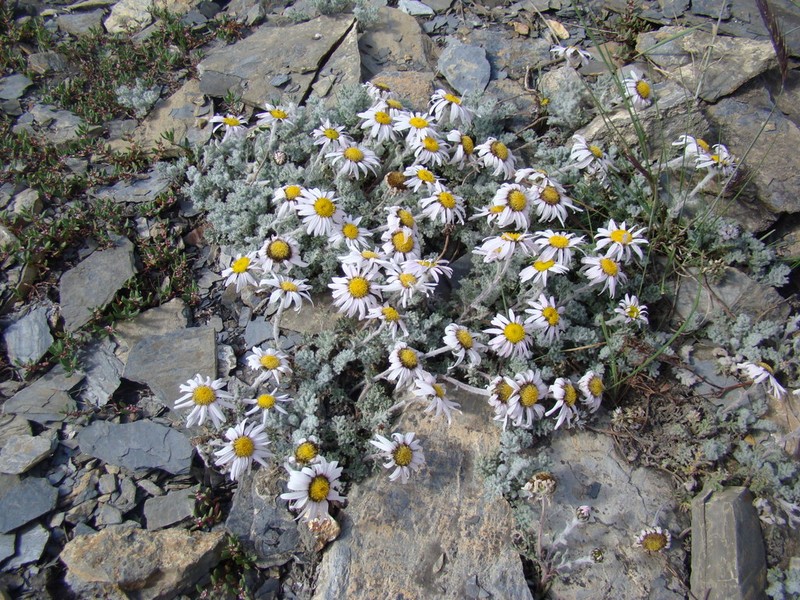 Allardia tomentosa