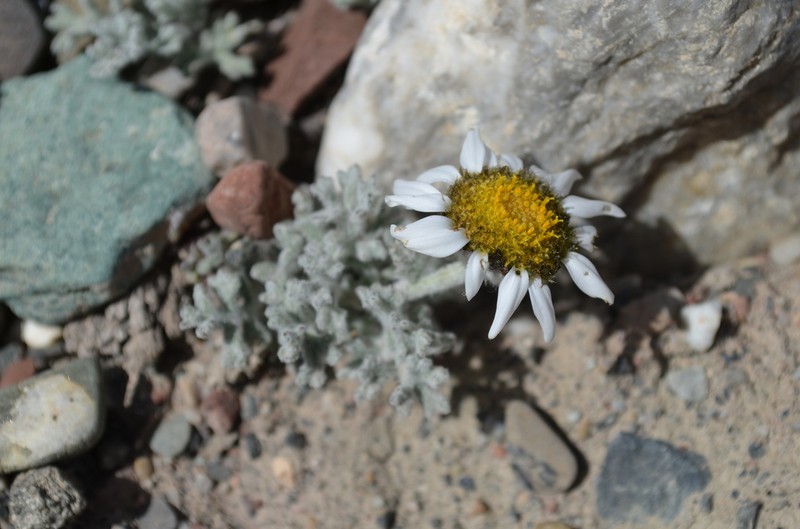 Allardia tomentosa photo 2