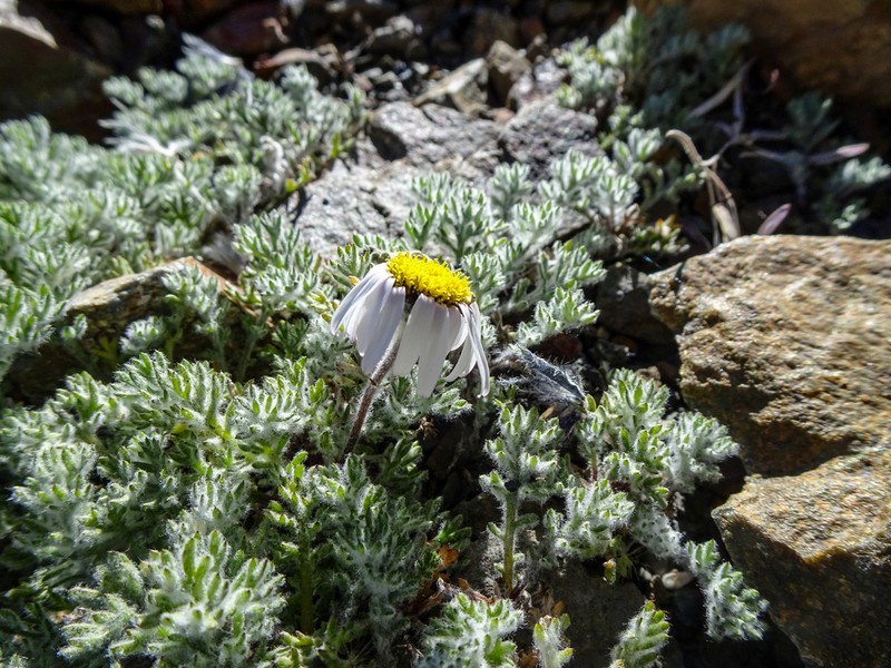 Allardia tomentosa photo 3