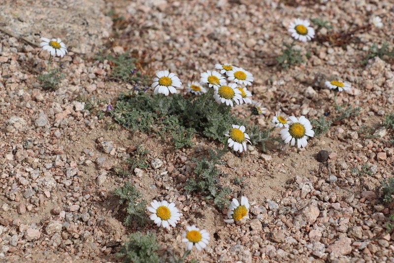 Allardia tomentosa photo 4