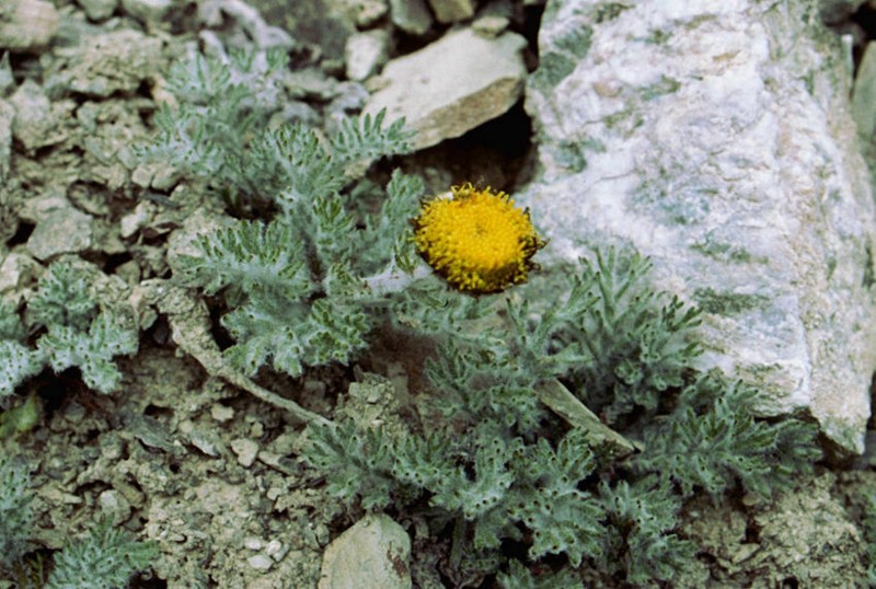 Allardia tomentosa photo 5