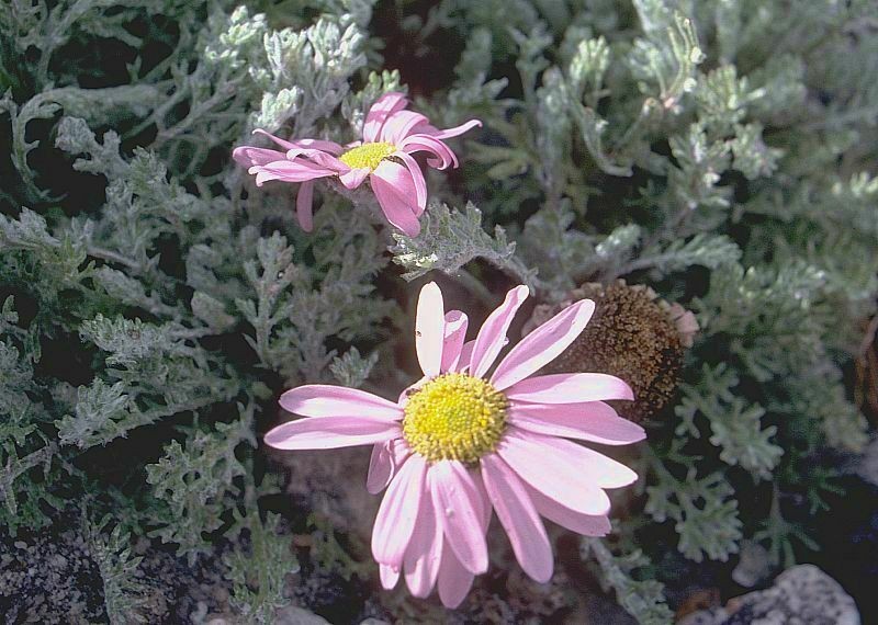 Allardia tomentosa photo 6