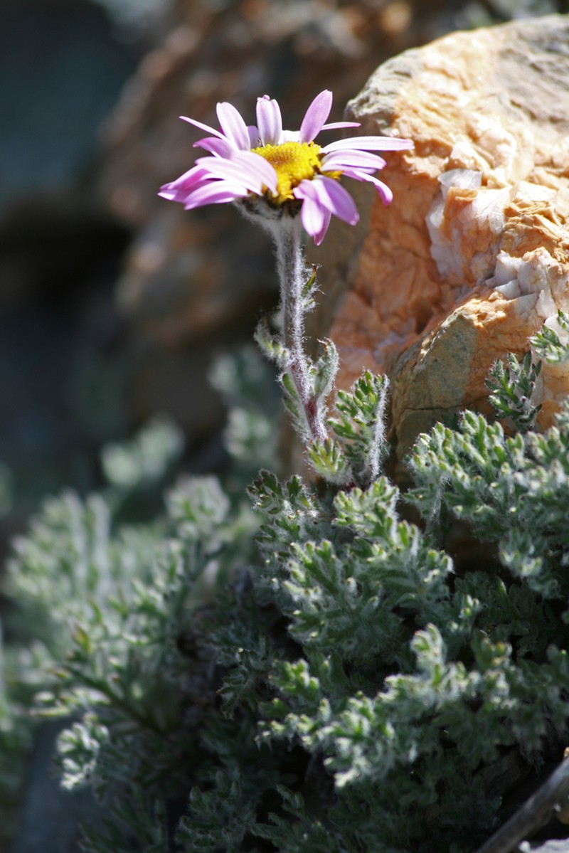 Allardia tomentosa photo 8