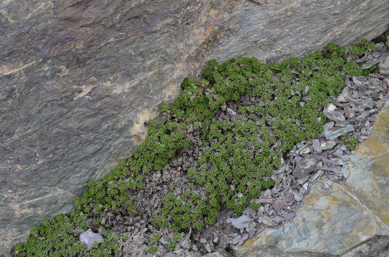 Allardia tridactylites photo 2