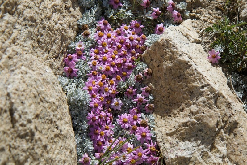 Allardia vestita