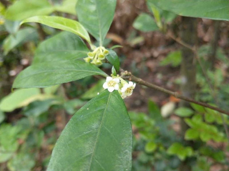 Alleizettella leucocarpa