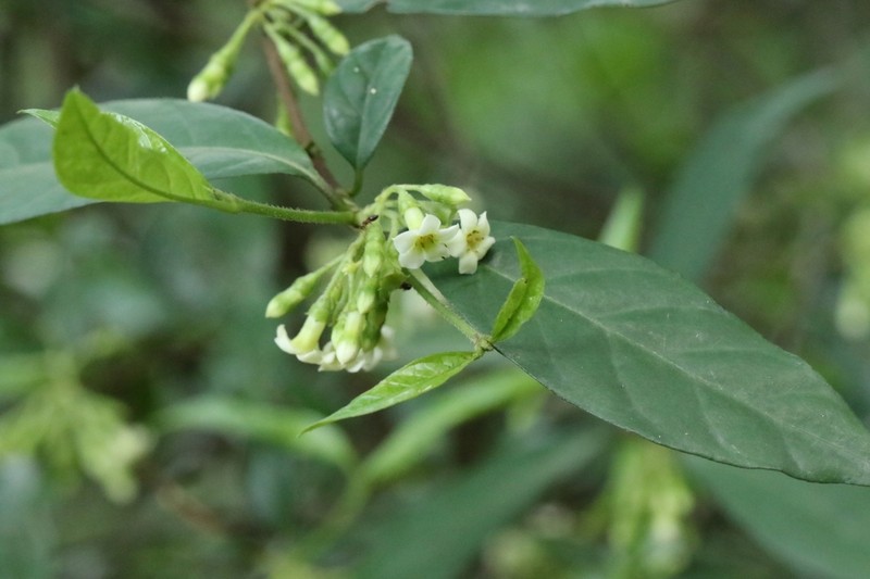 Alleizettella leucocarpa photo 2