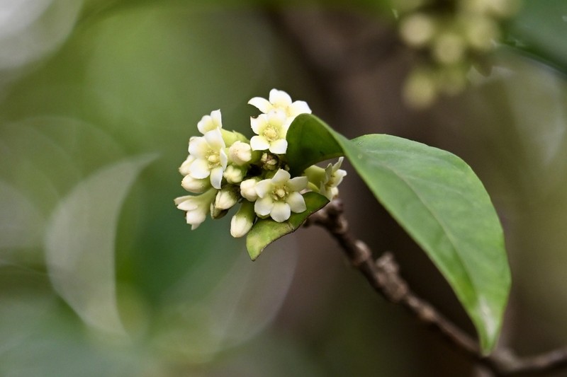 Alleizettella leucocarpa photo 3