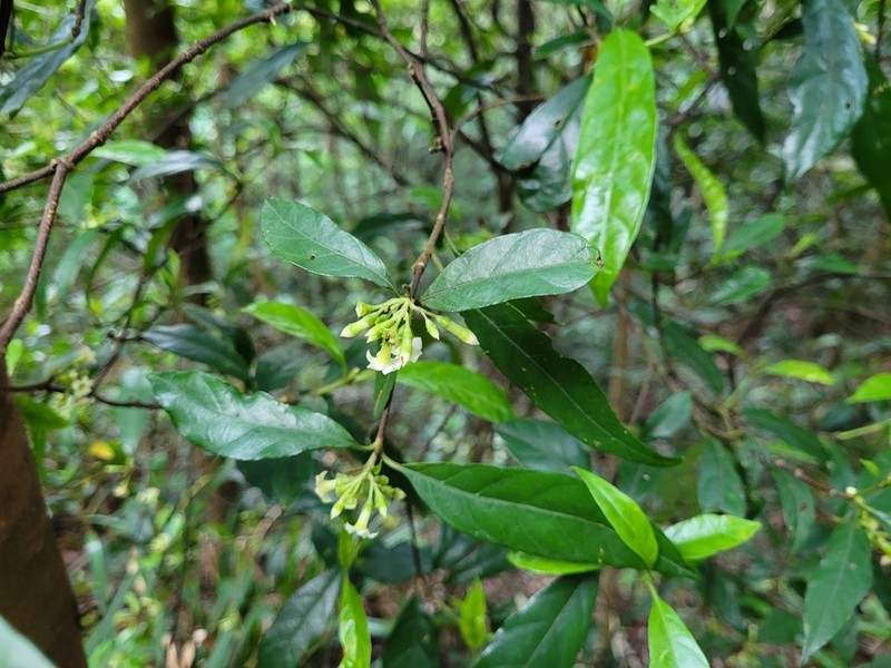 Alleizettella leucocarpa photo 4
