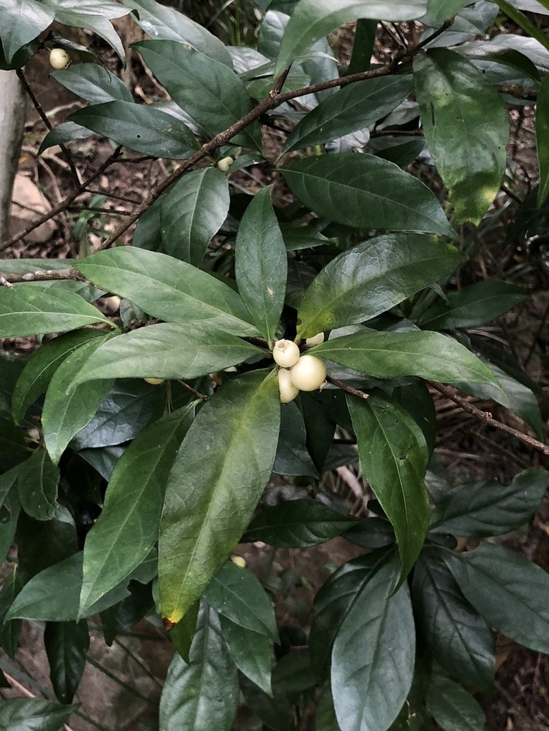 Alleizettella leucocarpa photo 5