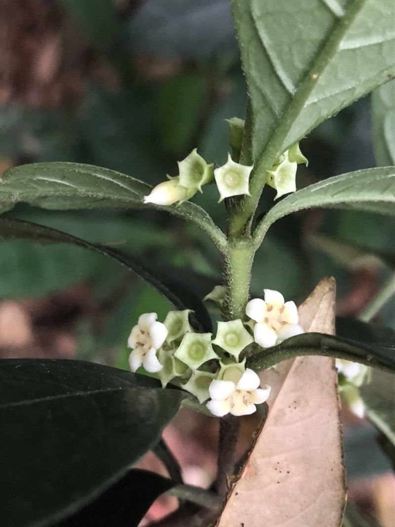 Alleizettella leucocarpa photo 6