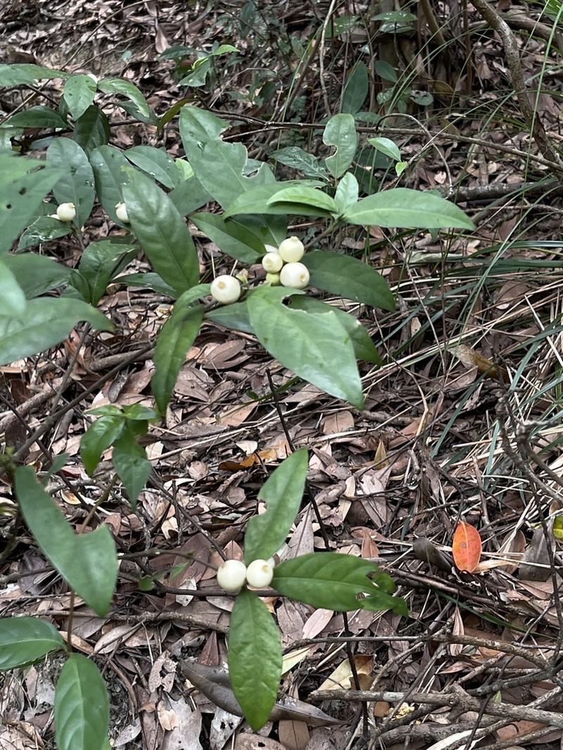 Alleizettella leucocarpa photo 8