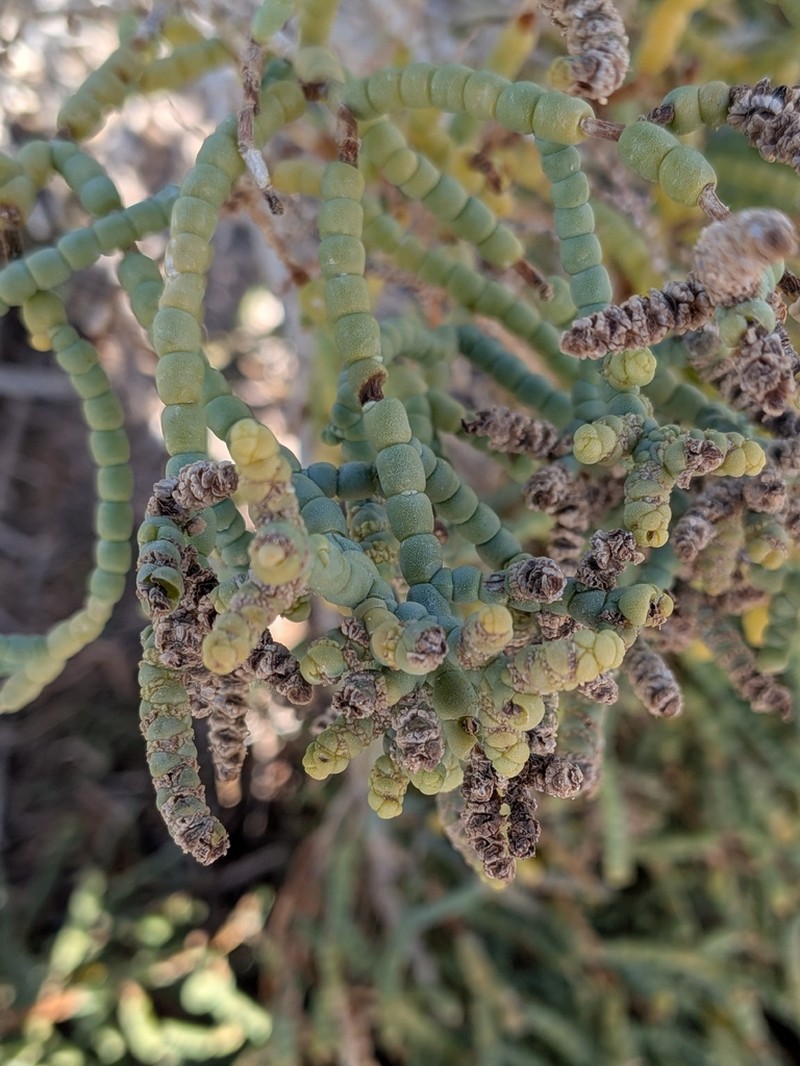 Iodinebush photo 2