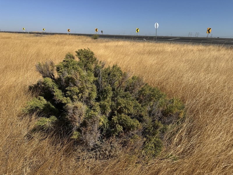 Iodinebush photo 3