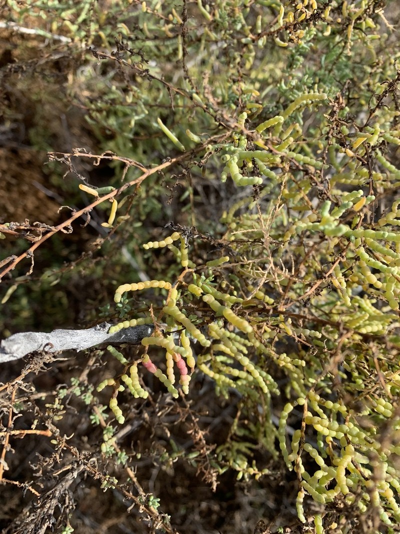 Iodinebush photo 4