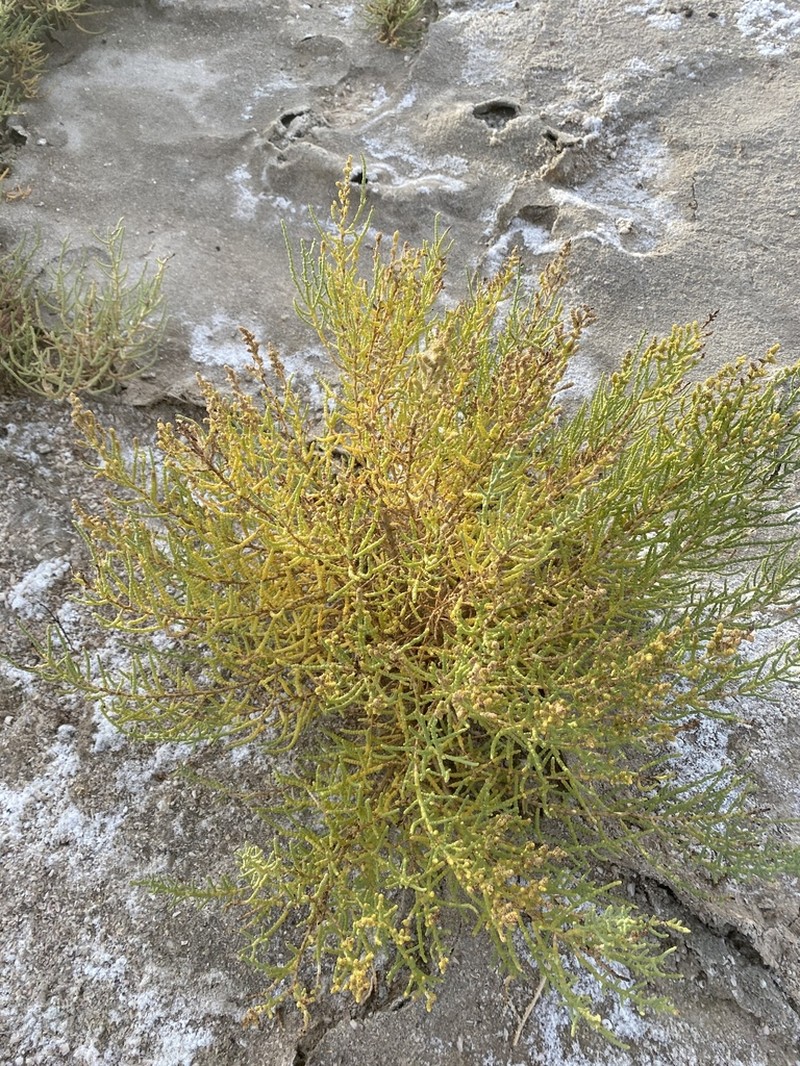Iodinebush photo 5