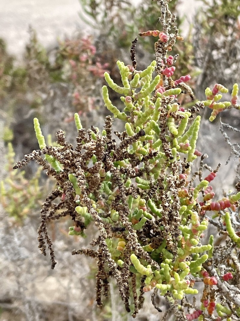 Iodinebush photo 6