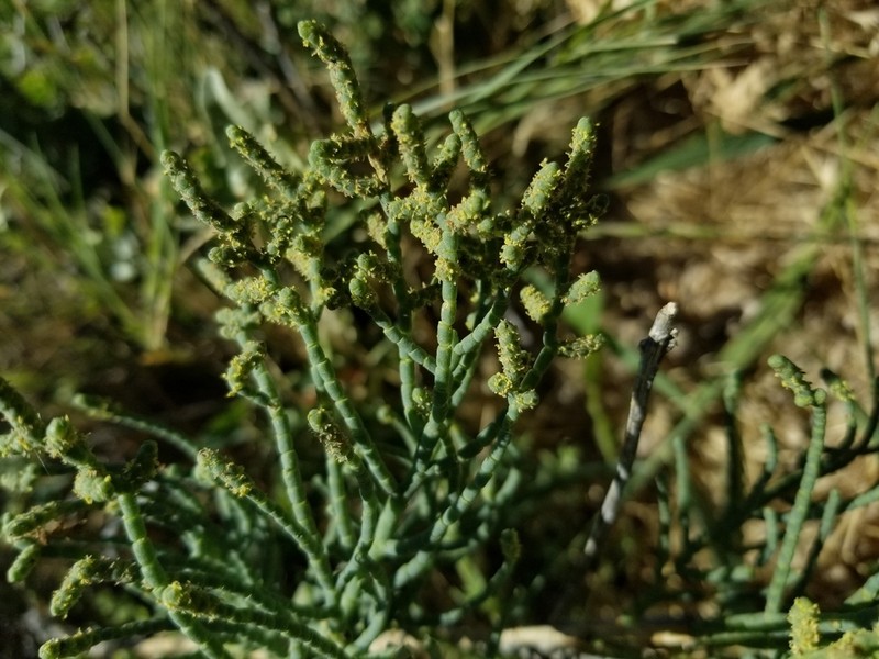 Iodinebush photo 7