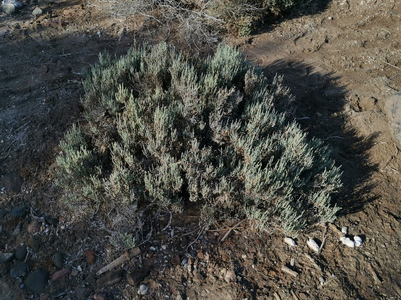 Iodinebush photo 8