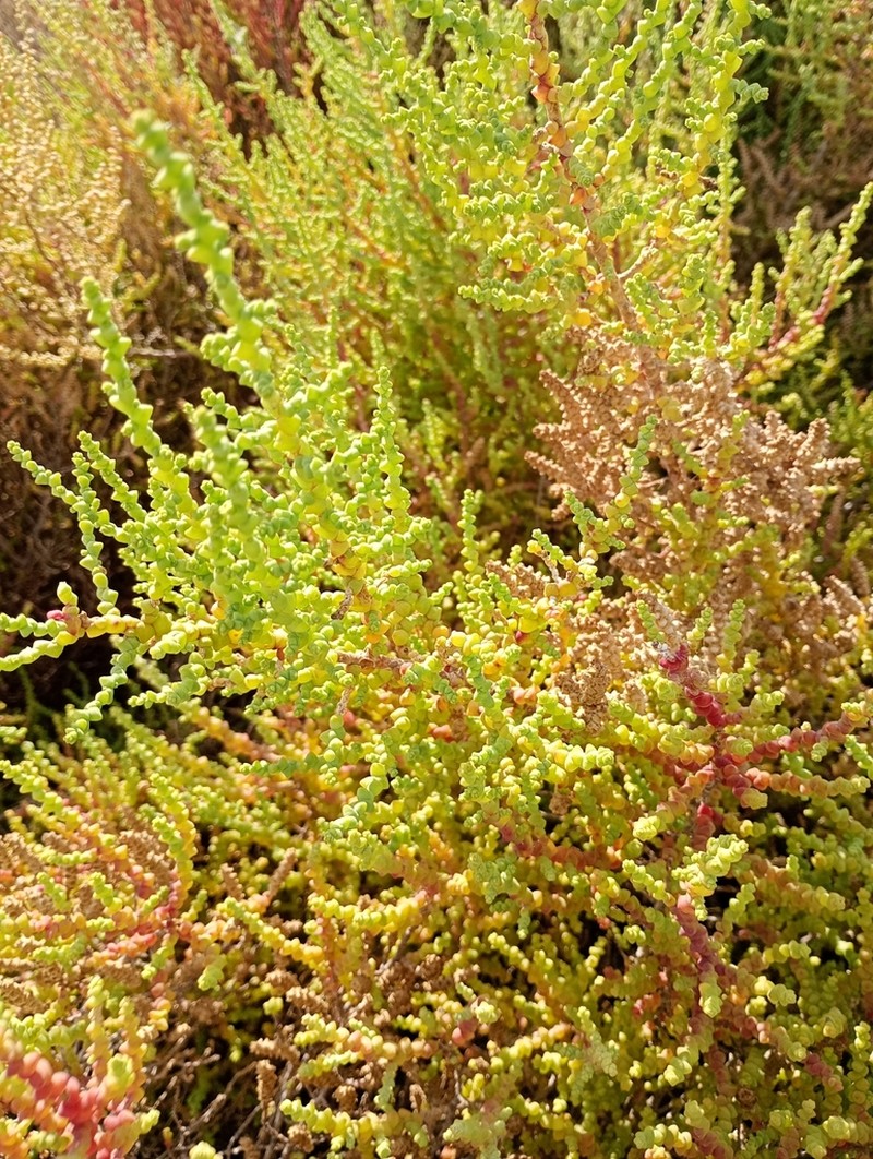 Allenrolfea patagonica