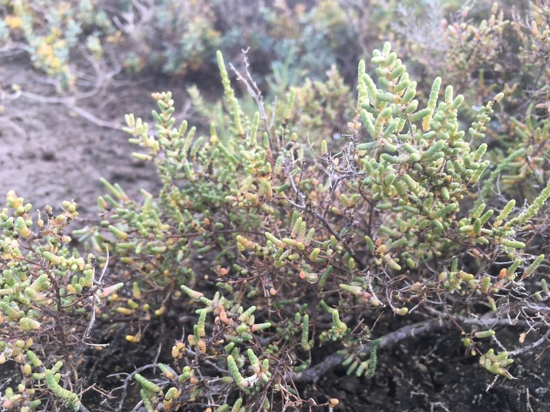 Allenrolfea patagonica photo 2