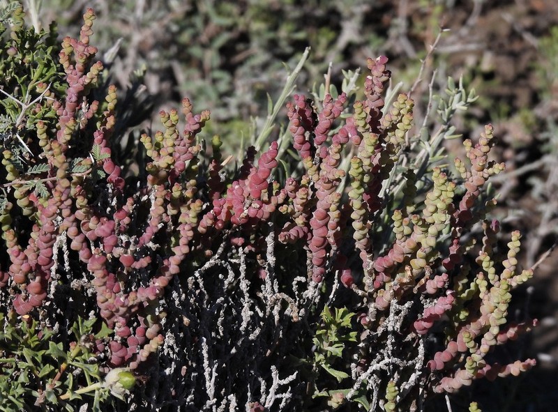 Allenrolfea patagonica photo 3
