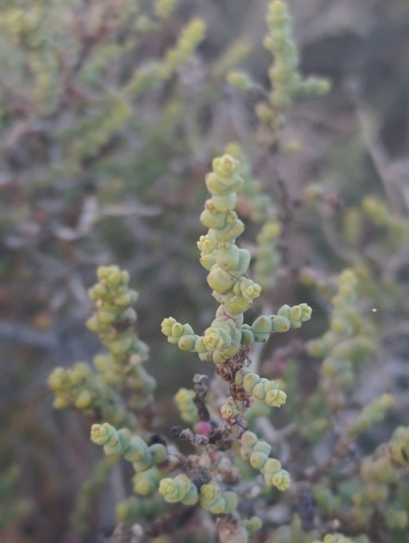 Allenrolfea patagonica photo 4