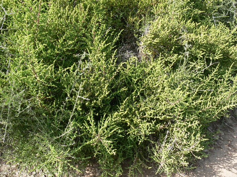 Allenrolfea patagonica photo 5