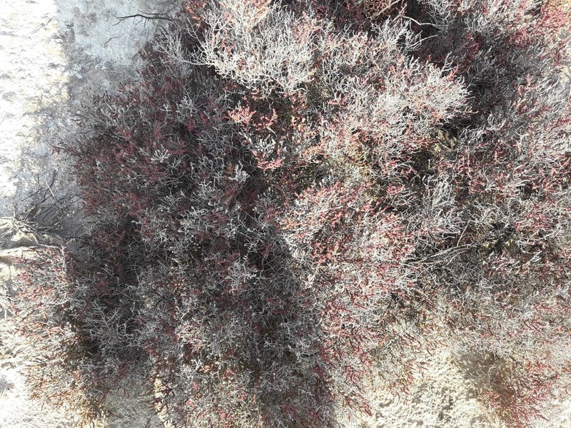 Allenrolfea patagonica photo 6