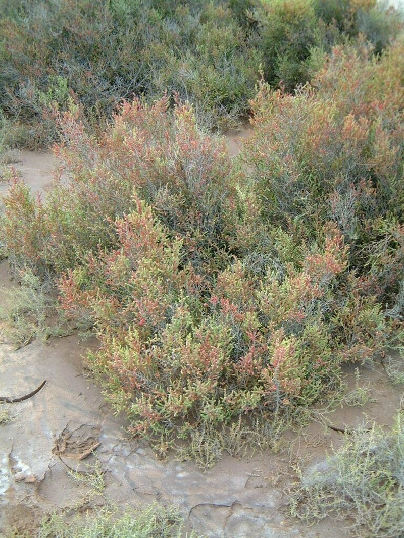 Allenrolfea patagonica photo 7