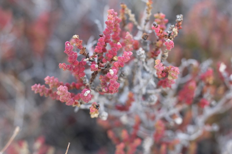 Allenrolfea patagonica photo 8