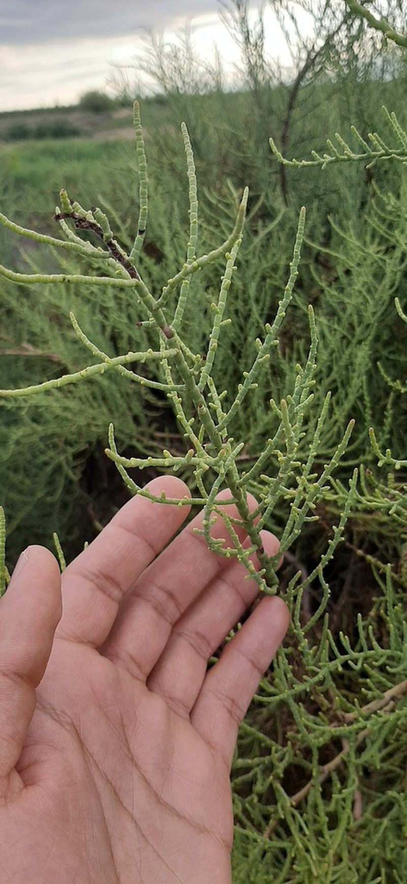 Allenrolfea vaginata
