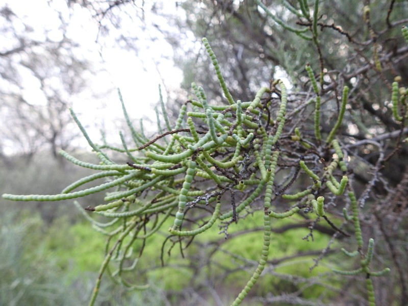 Allenrolfea vaginata photo 2
