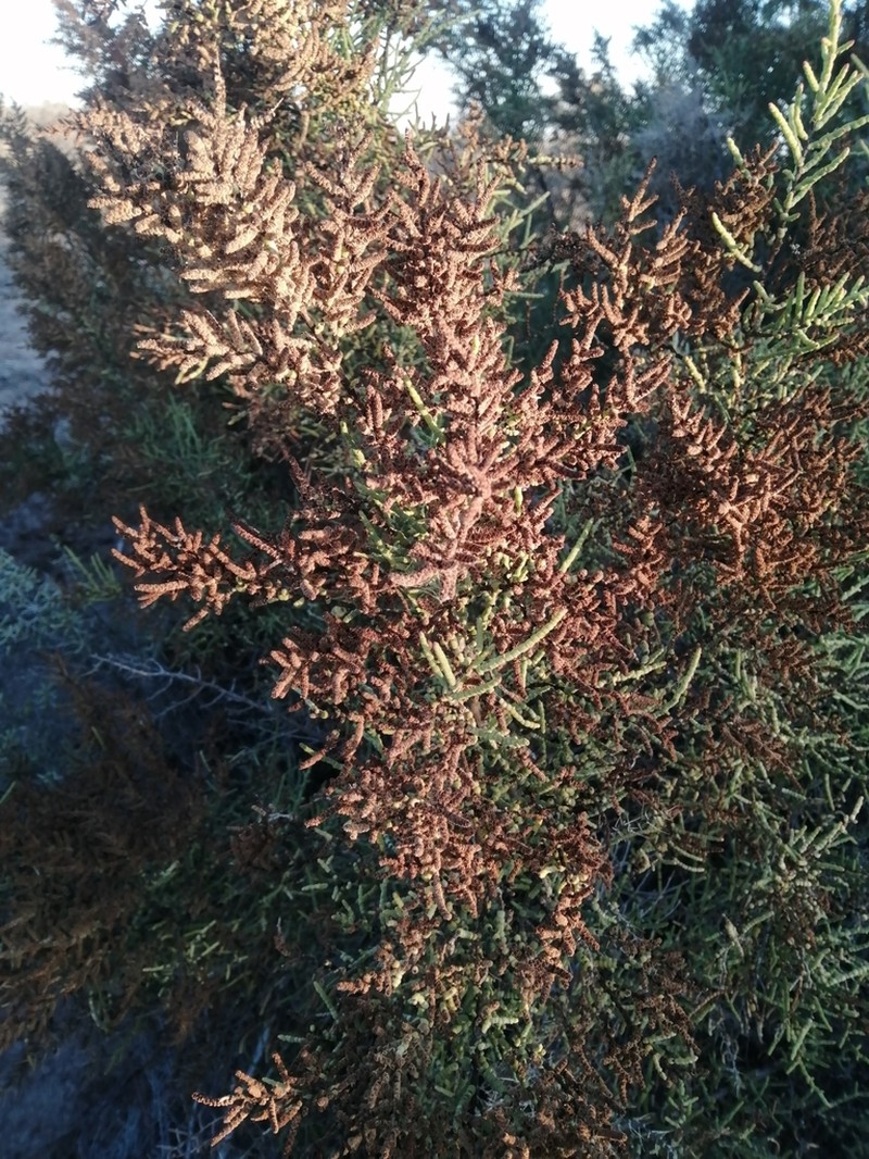 Allenrolfea vaginata photo 3