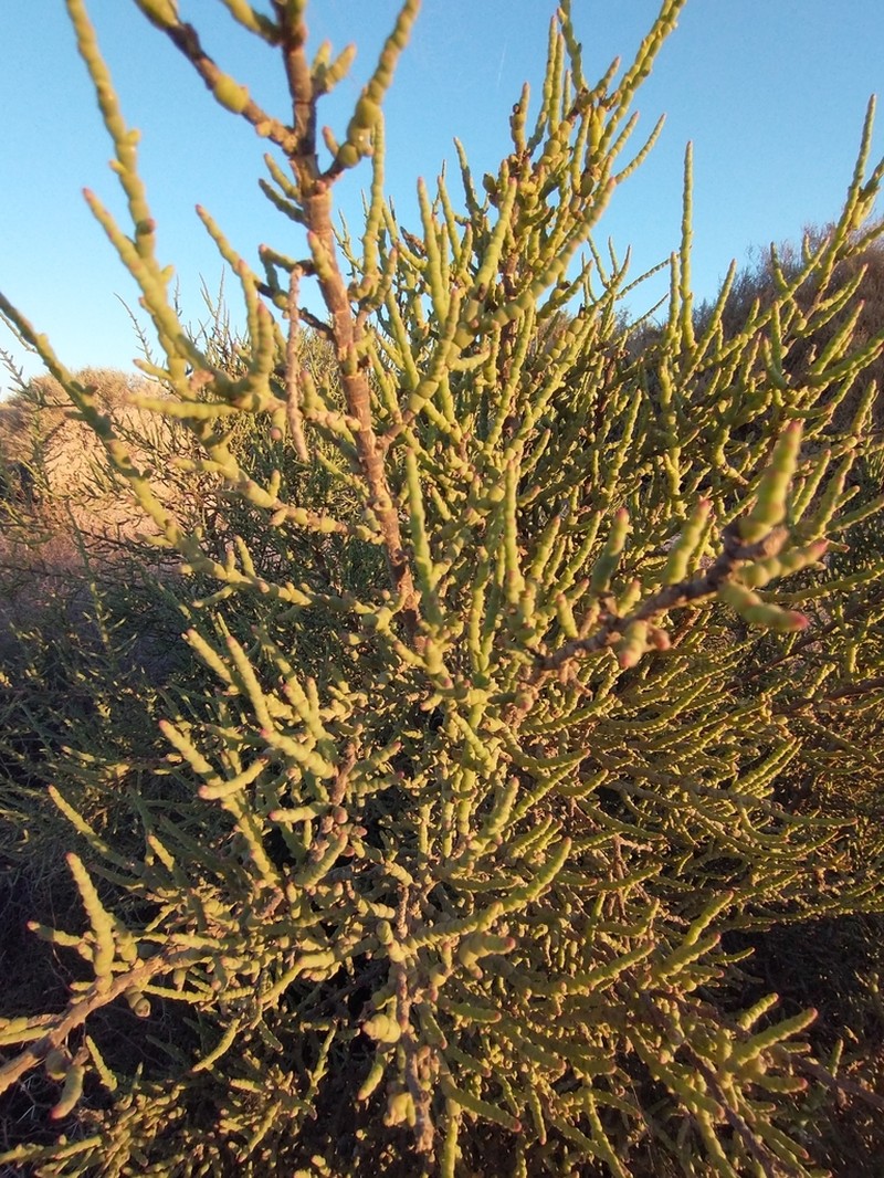 Allenrolfea vaginata photo 5