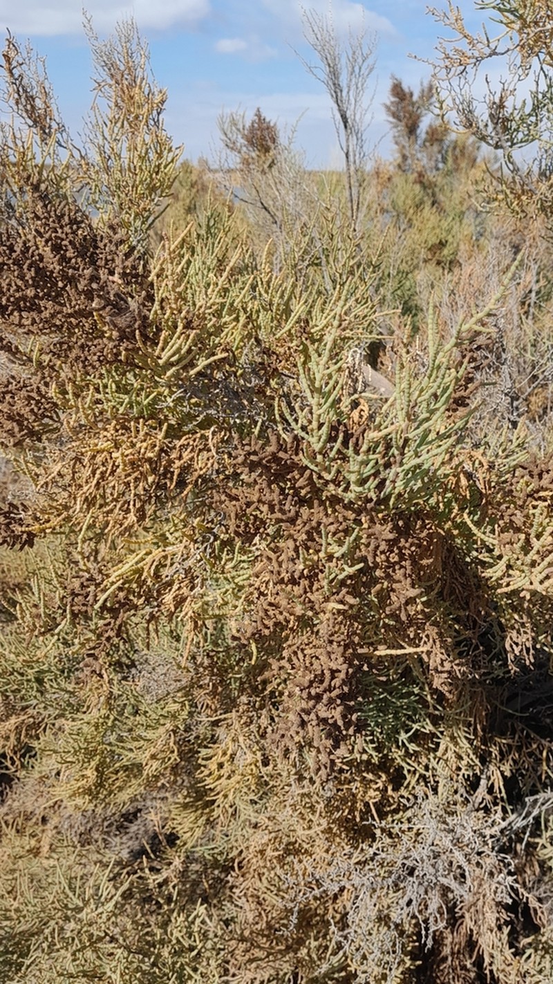 Allenrolfea vaginata photo 6