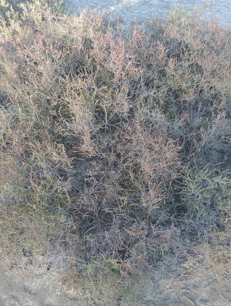 Allenrolfea vaginata photo 7
