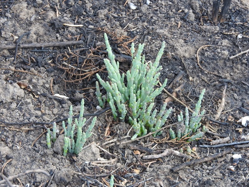 Allenrolfea vaginata photo 8