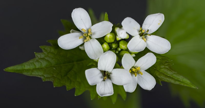Garlic Mustard photo 2