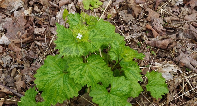Garlic Mustard photo 4