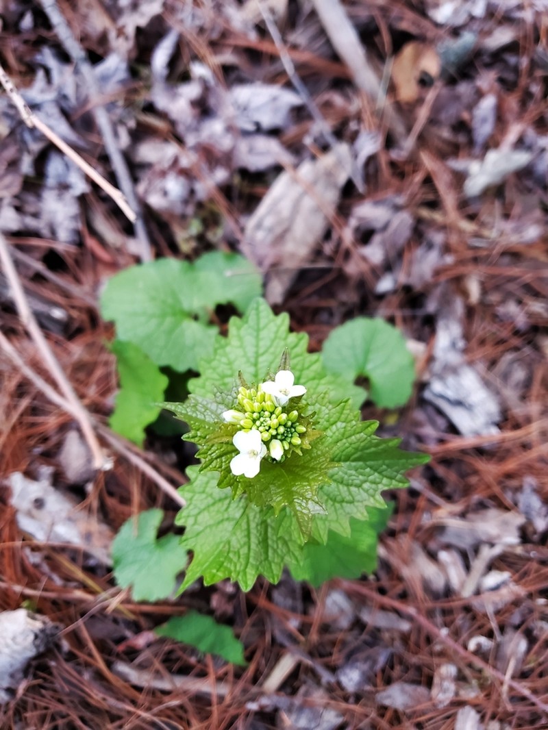 Garlic Mustard photo 5