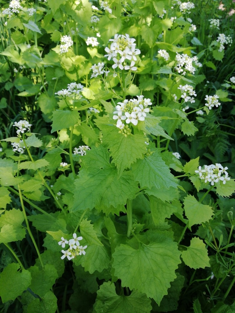Garlic Mustard photo 6