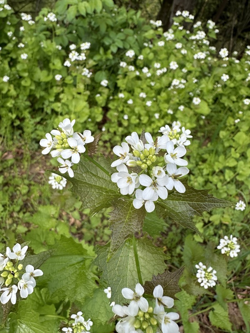 Garlic Mustard photo 7