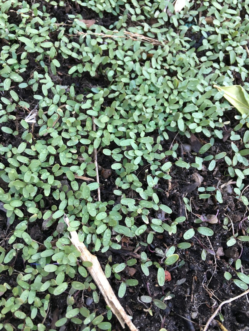 Garlic Mustard photo 8